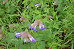 Pleocaulus sessilioides